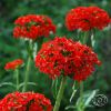 Lychnis Chalcedonica Red Cross